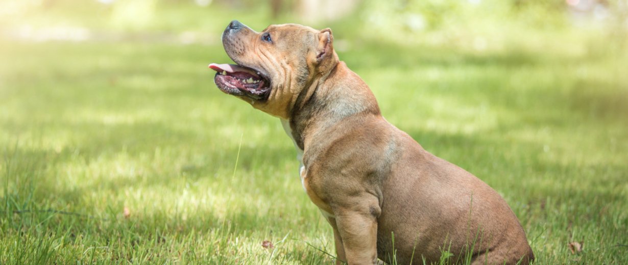 Scheinbar aggressiver Hund in Garten Polizist ist überrascht RPR1.